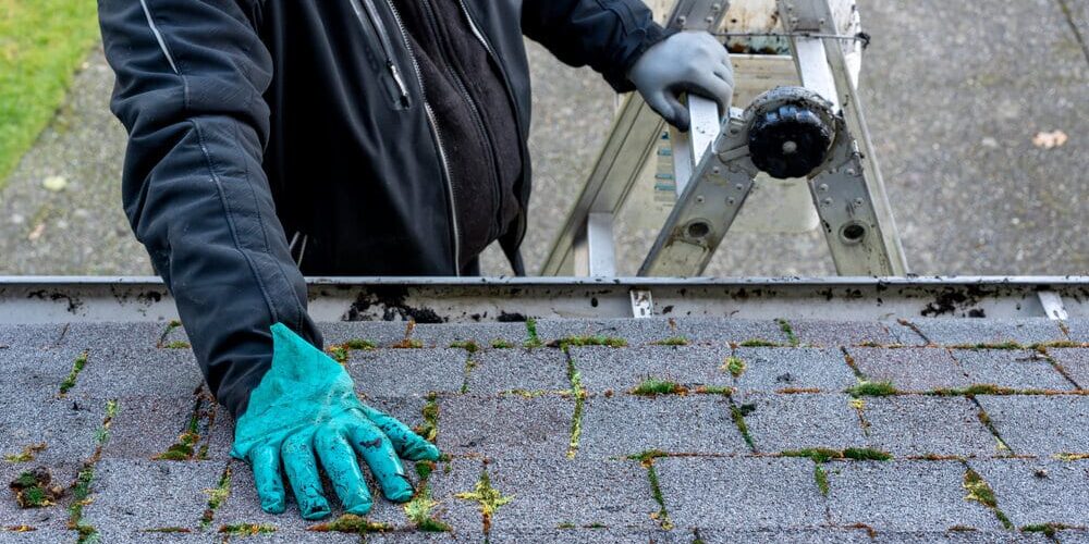 Roof Maintenance needed for moss removal Roof Maintenance needed for moss removal
